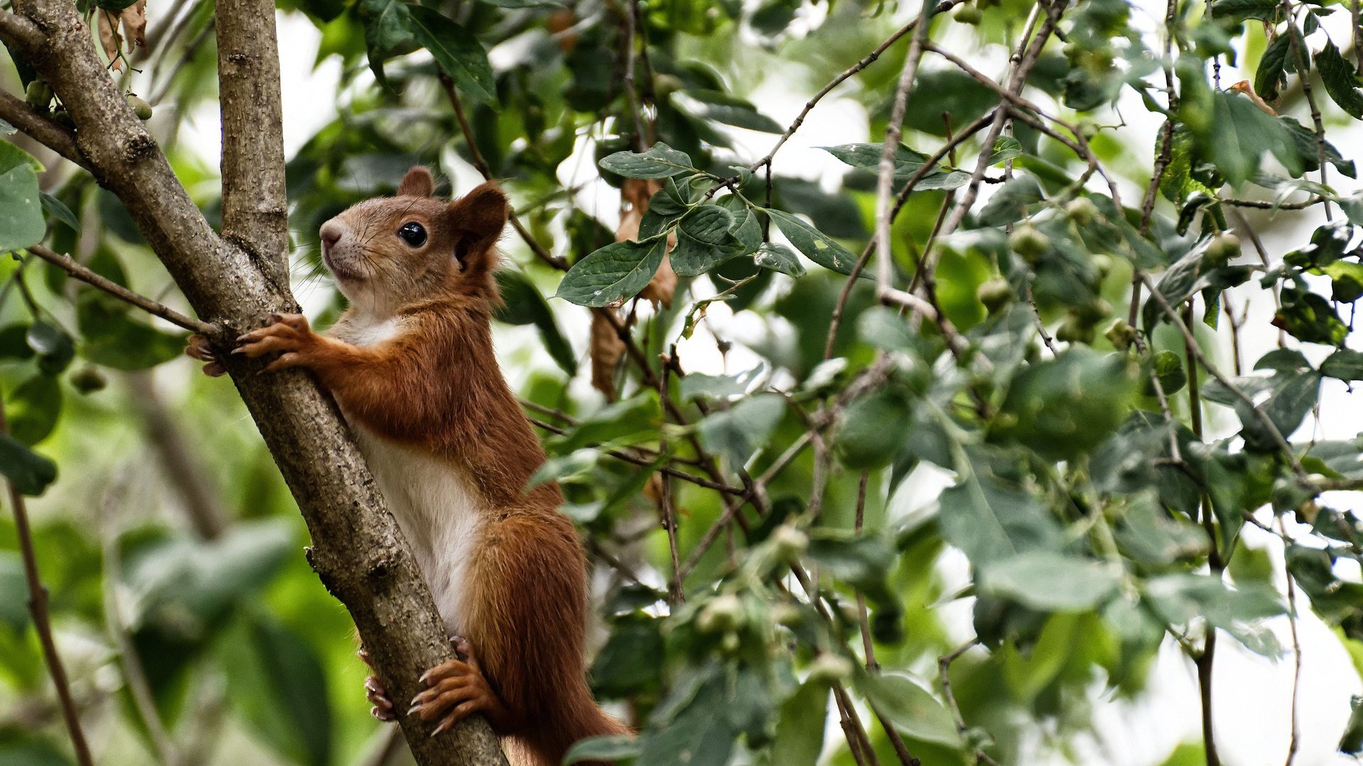 kaiyun开云·官方网站-马竞小范围配合提升破门机会质量，马竞进攻