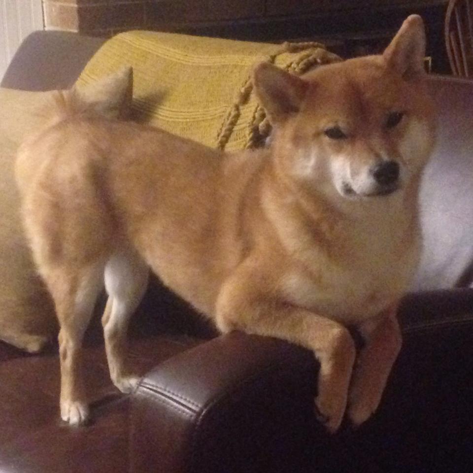 kaiyun网站-“亚戈·卡尔曼的球场智慧与执行力,成就美洲狮队的未来”