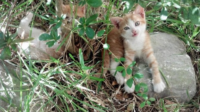 卡斯帕·科尔博泳姿优雅展现顶尖水平,卡尔斯博科技