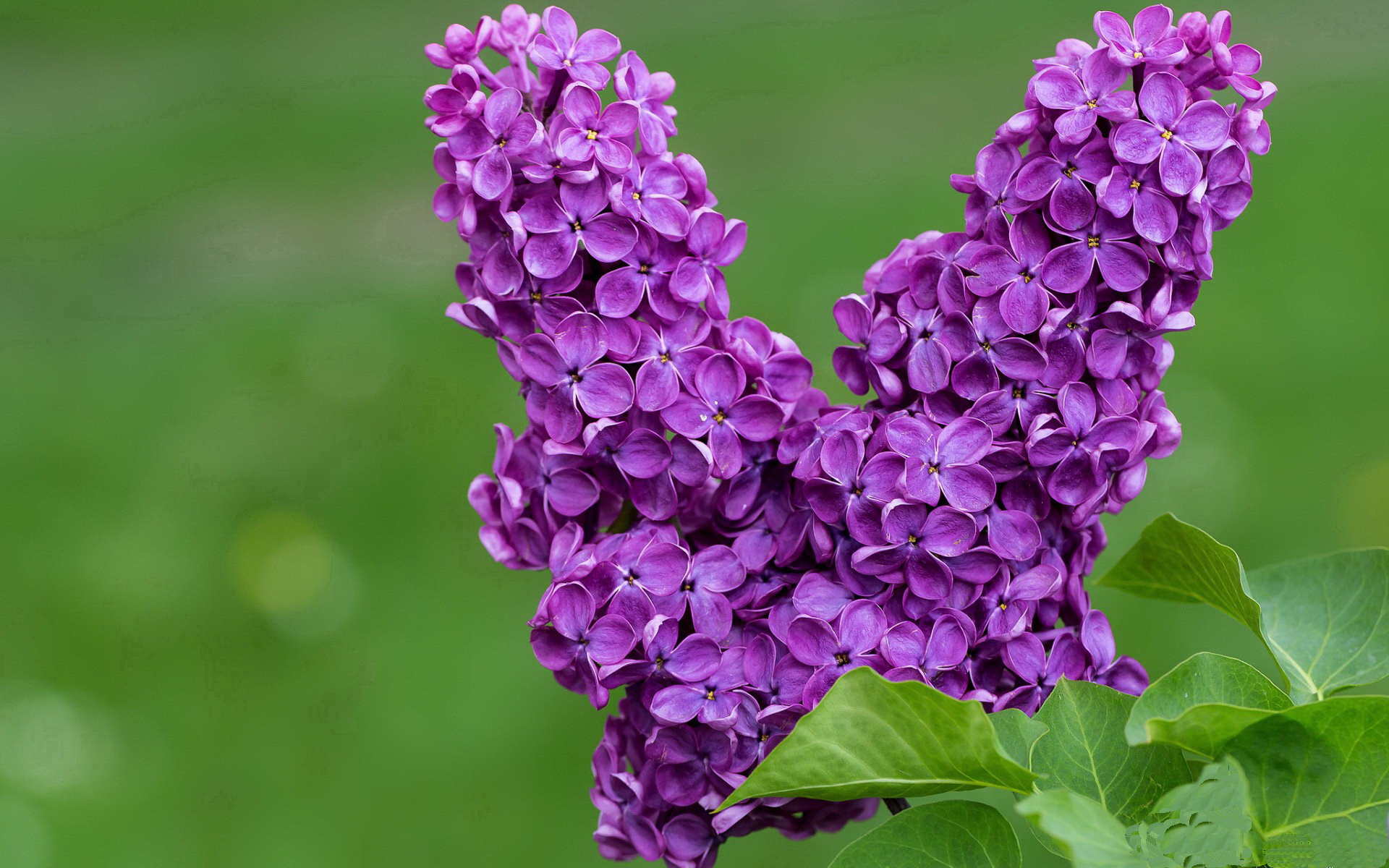 Kaiyun APP-维尔·冯·威克：全能进攻手，给对方防线带来巨大压力，维克多冯华尔兹教学中文讲解